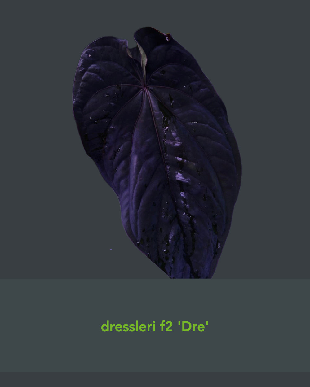 Anthurium dressleri F2 Dwane x F2 Dre
