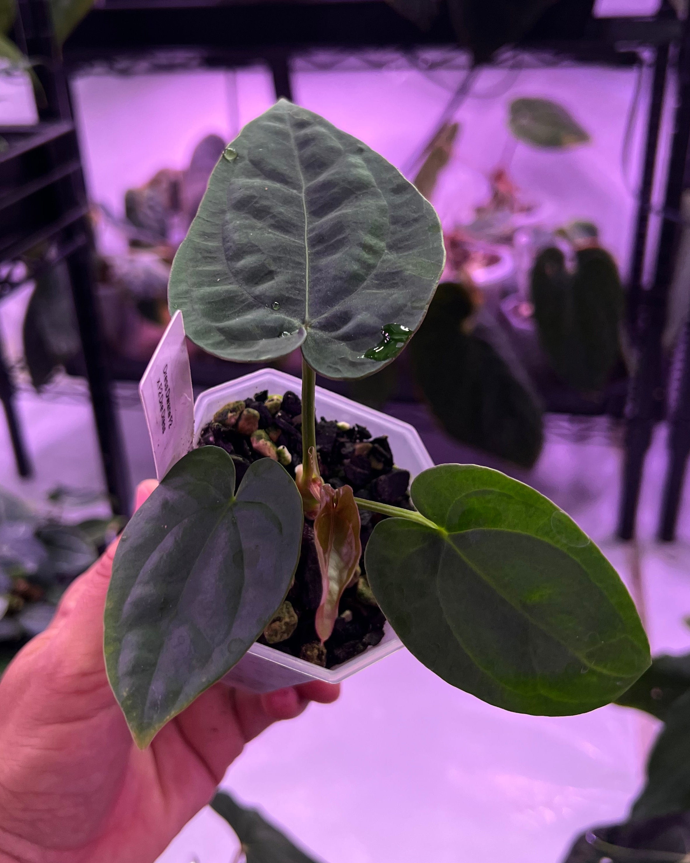 Anthurium dressleri F2 Dwane x F2 Dre