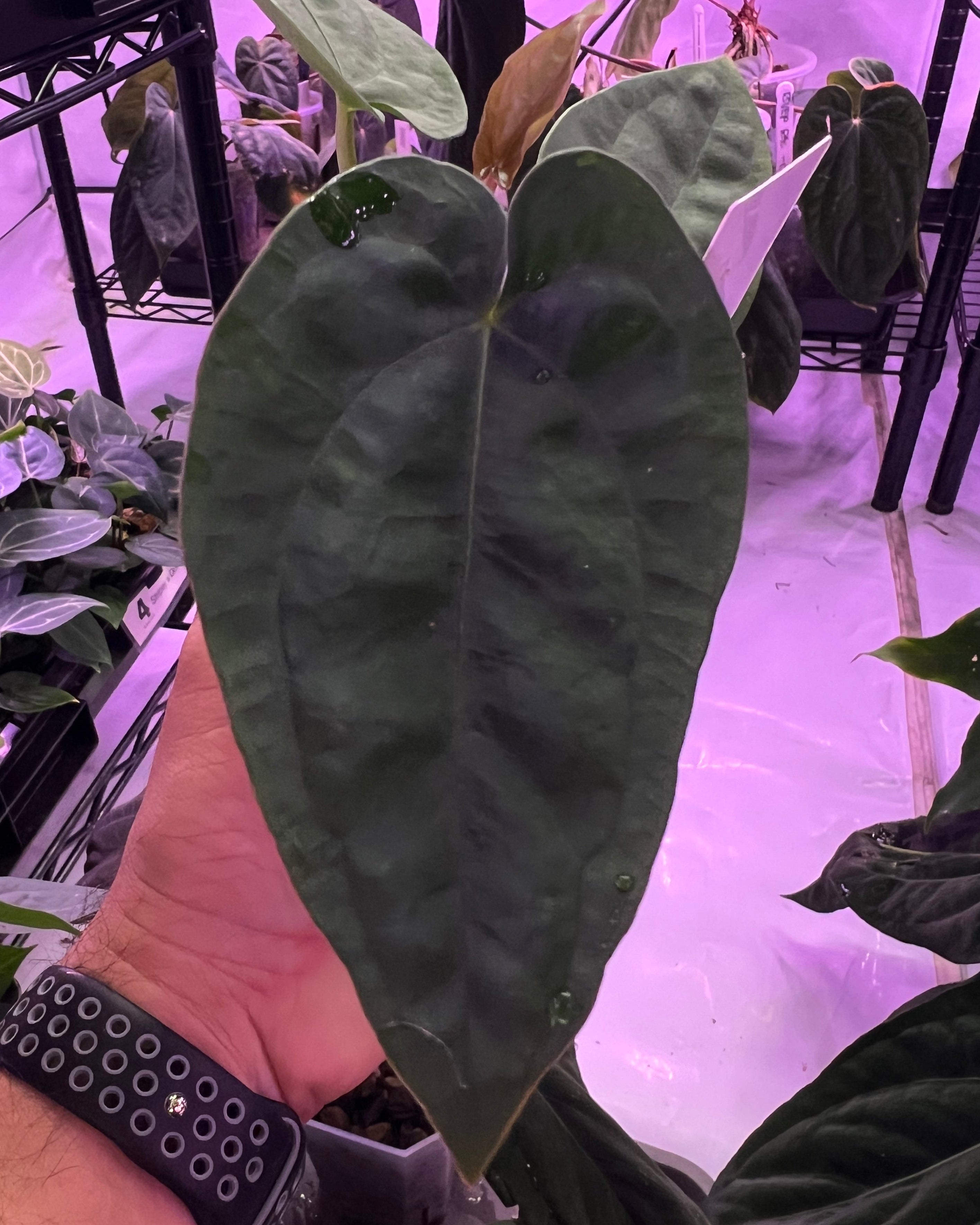 Anthurium dressleri F2 Dwane x F2 Dre