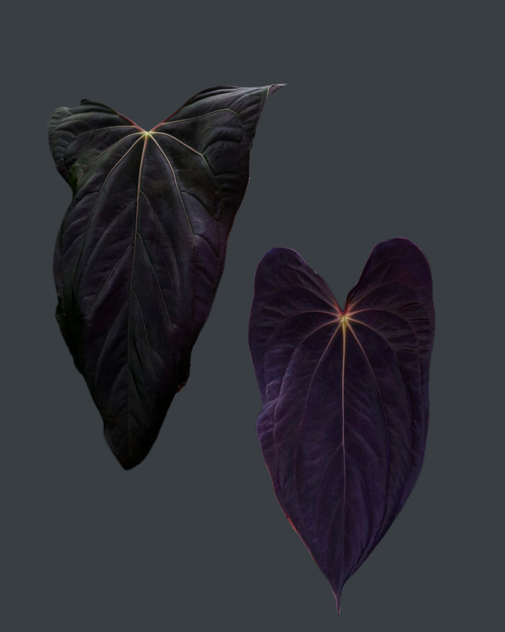 Anthurium papillilaminum Ralph Lynam x antolakii Purple Rain