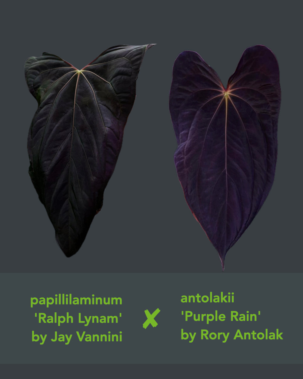 Anthurium papillilaminum Ralph Lynam x antolakii Purple Rain