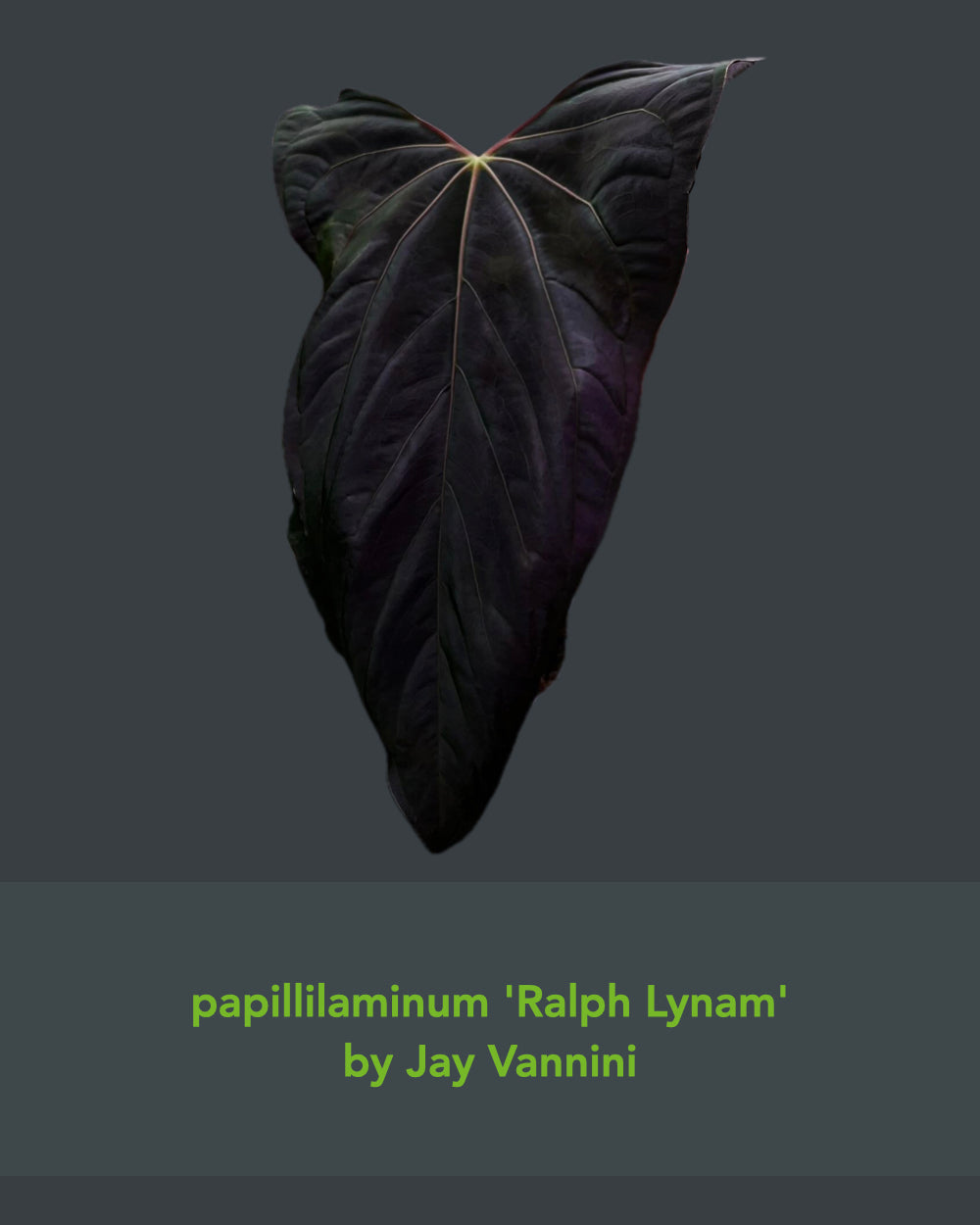 Anthurium papillilaminum Ralph Lynam x antolakii Purple Rain