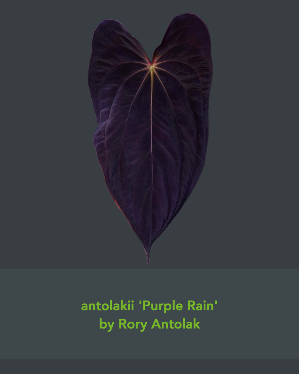 Anthurium papillilaminum Ralph Lynam x antolakii Purple Rain