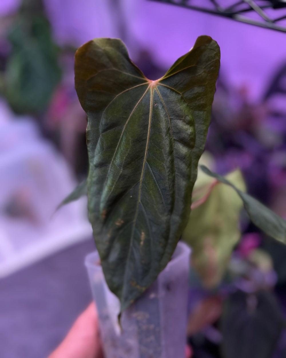 Anthurium papillilaminum Ralph Lynam x antolakii Purple Rain