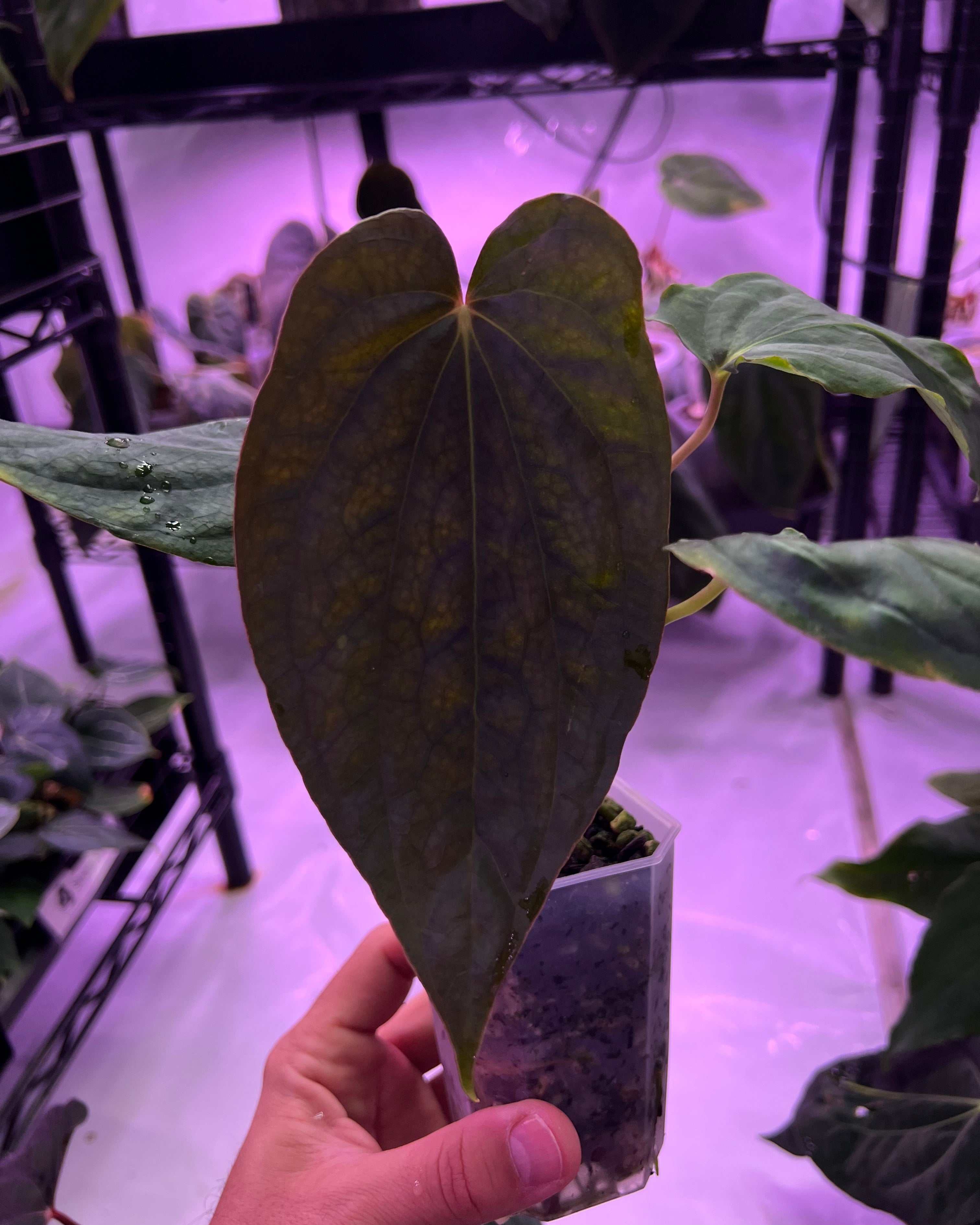 Anthurium papillilaminum Ralph Lynam x antolakii Purple Rain