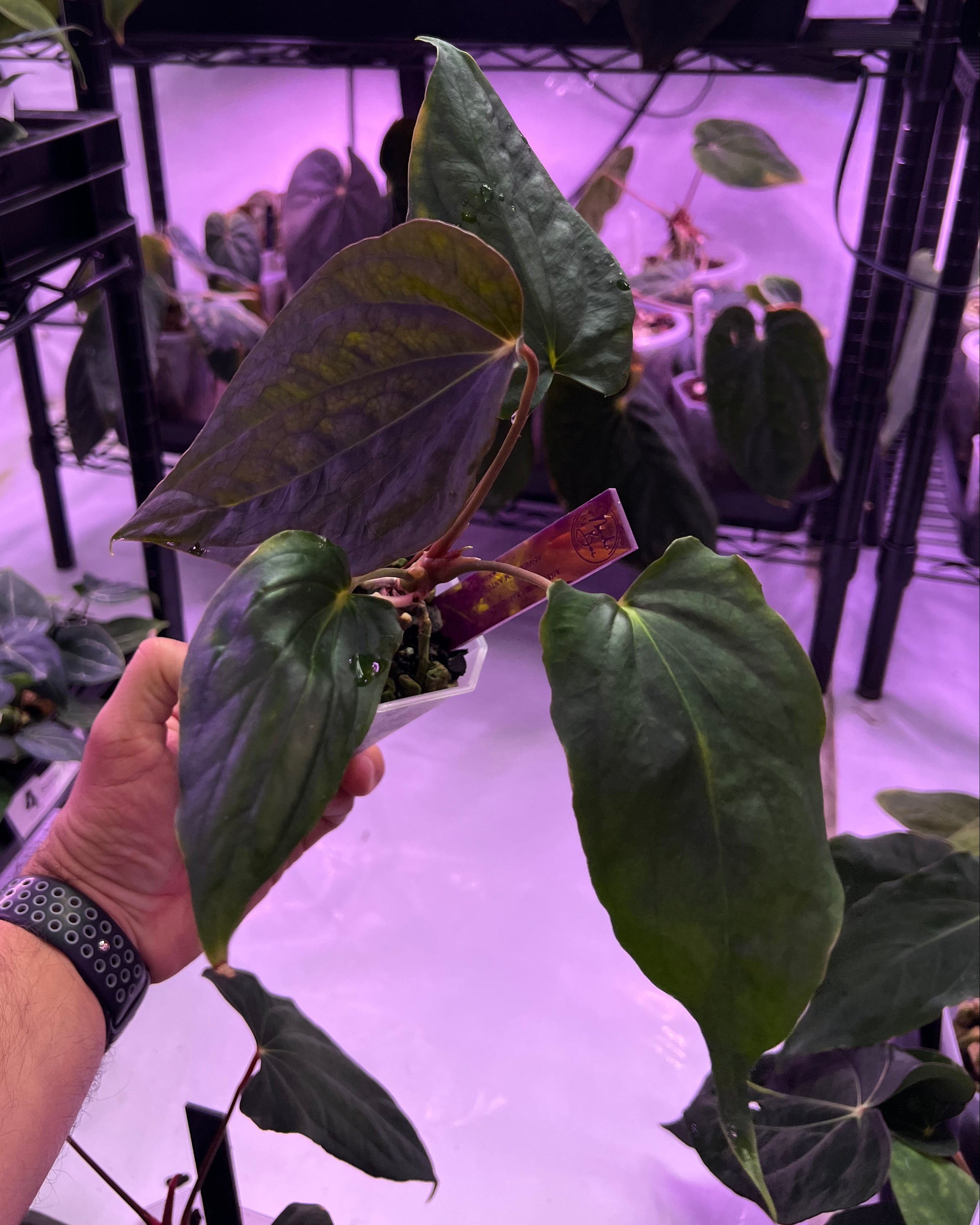 Anthurium papillilaminum Ralph Lynam x antolakii Purple Rain