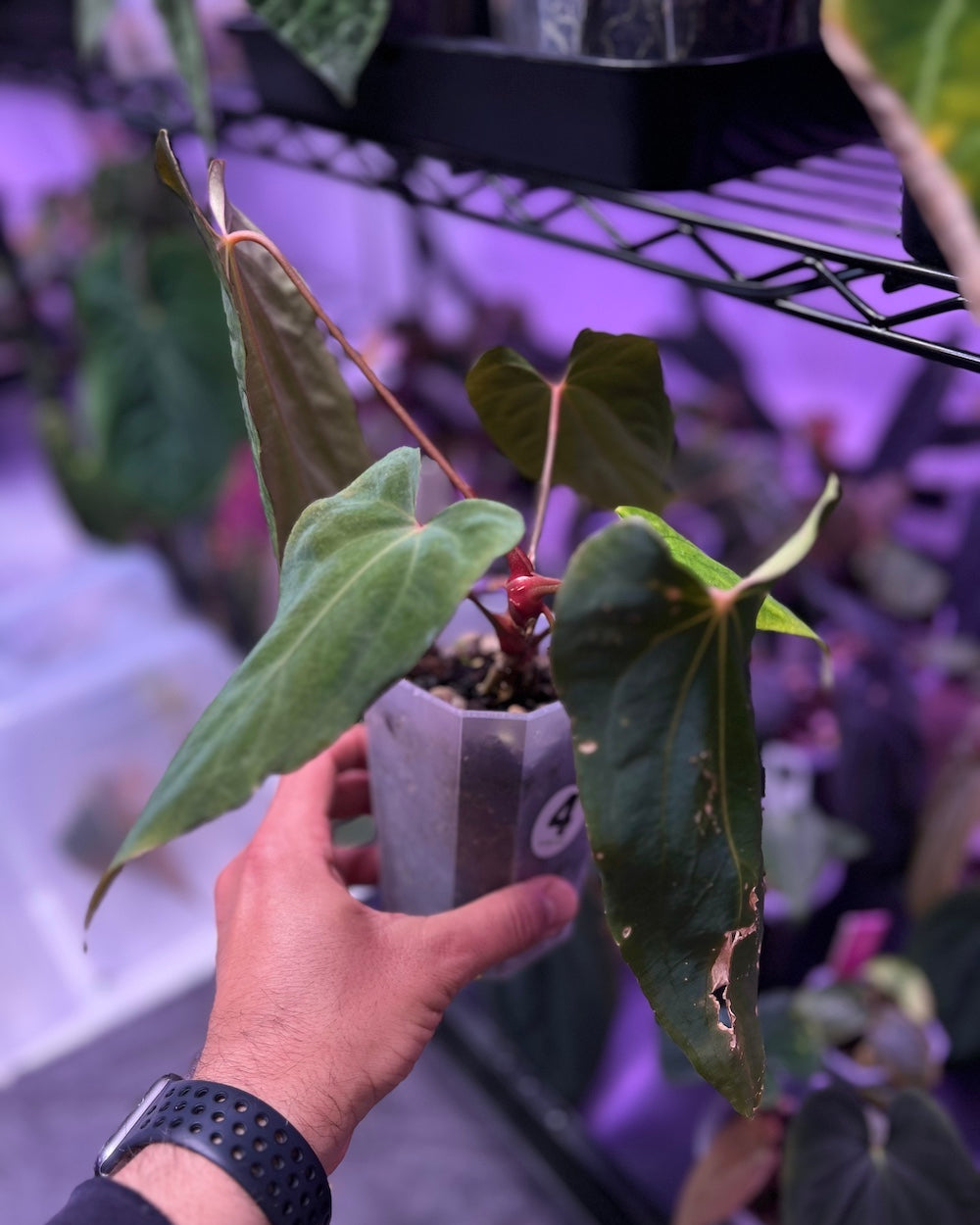 Anthurium papillilaminum Ralph Lynam x antolakii Purple Rain