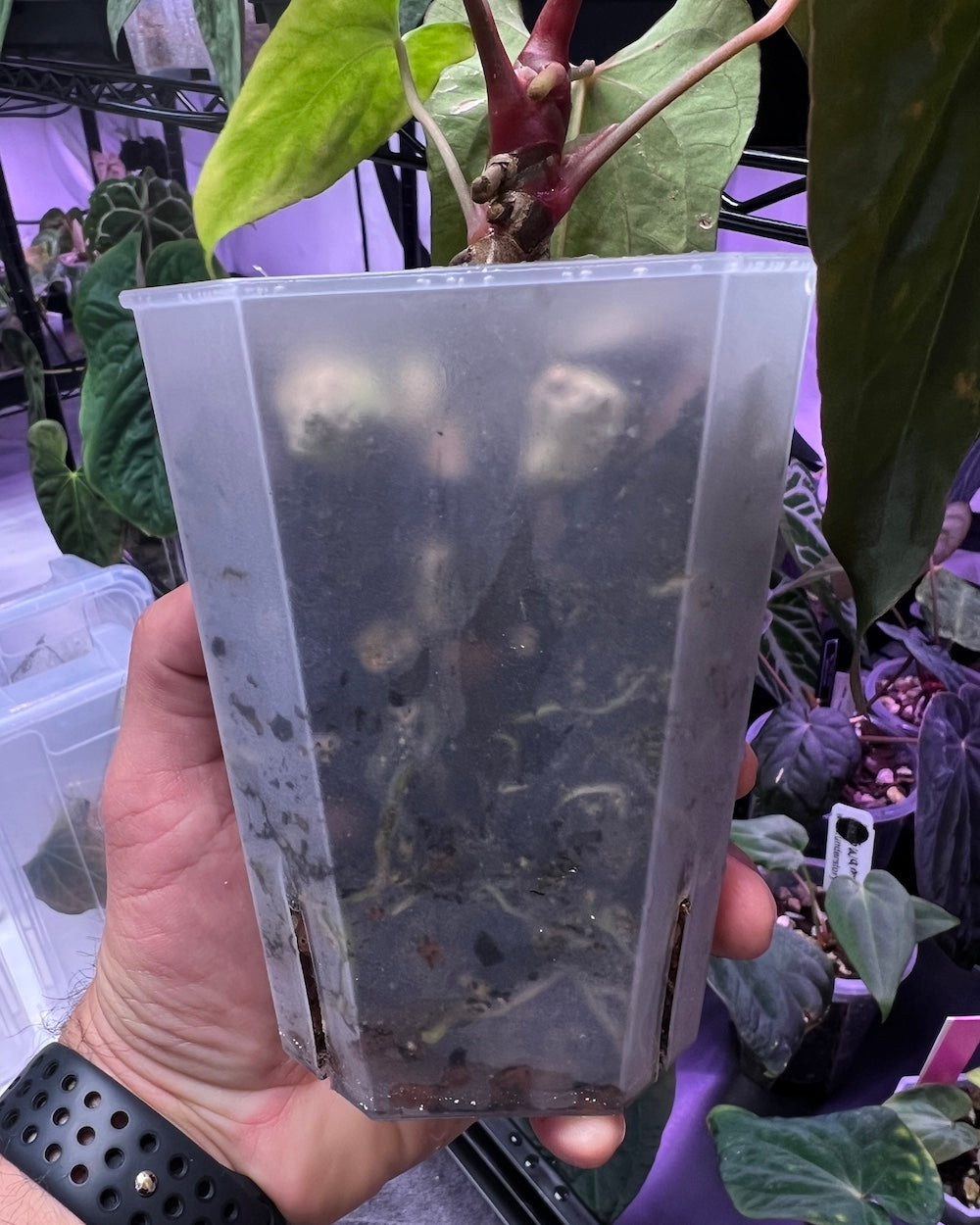 Anthurium papillilaminum Ralph Lynam x antolakii Purple Rain