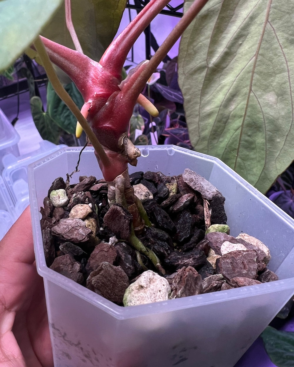 Anthurium papillilaminum Ralph Lynam x antolakii Purple Rain