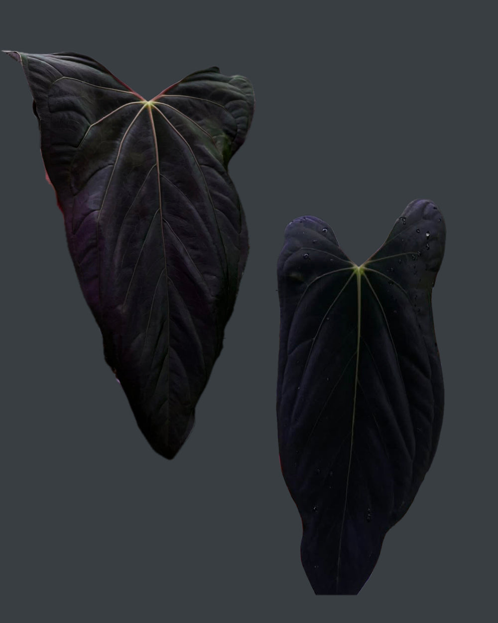 Anthurium papillilaminum Ralph Lynam x Fort Sherman