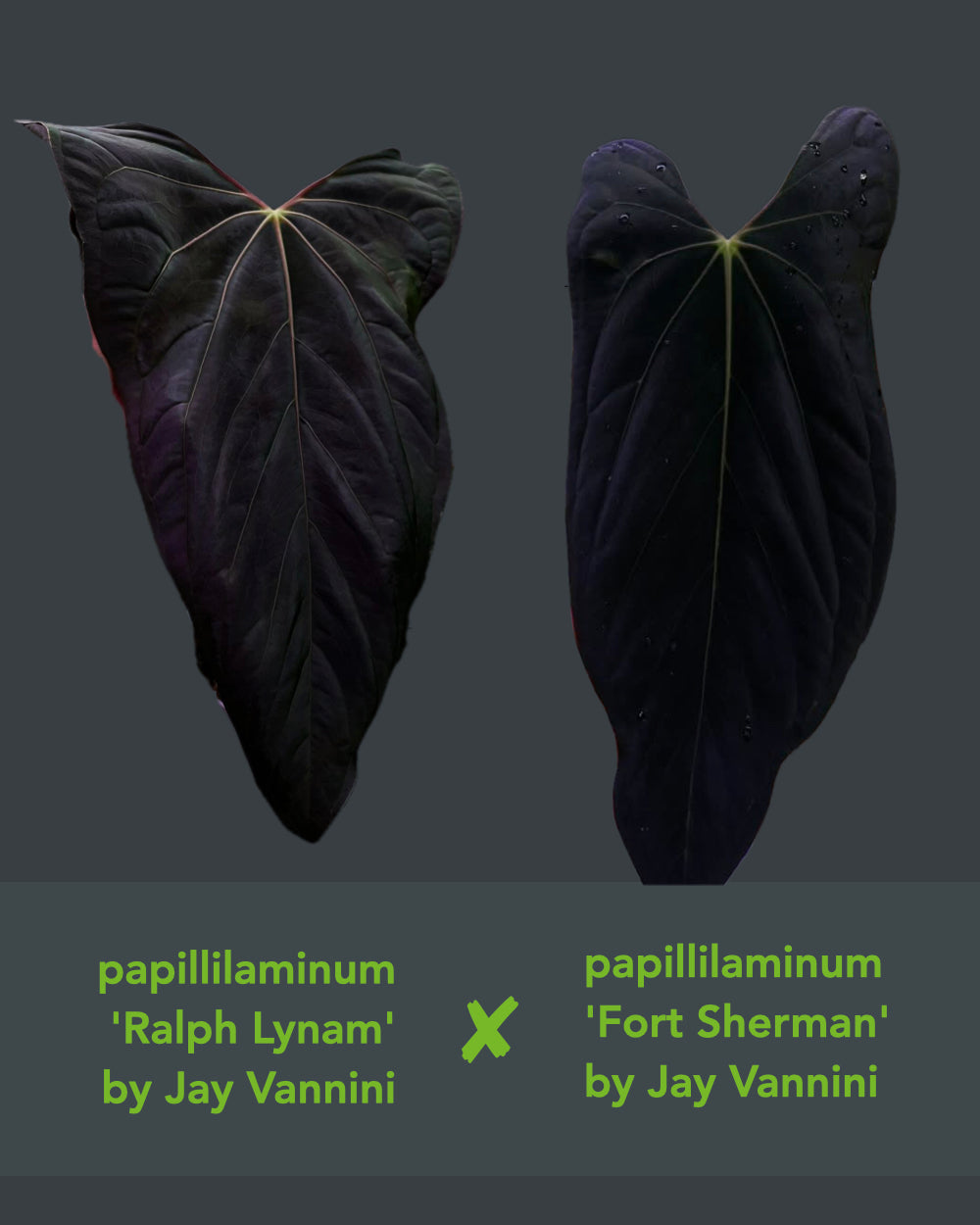 Anthurium papillilaminum Ralph Lynam x Fort Sherman