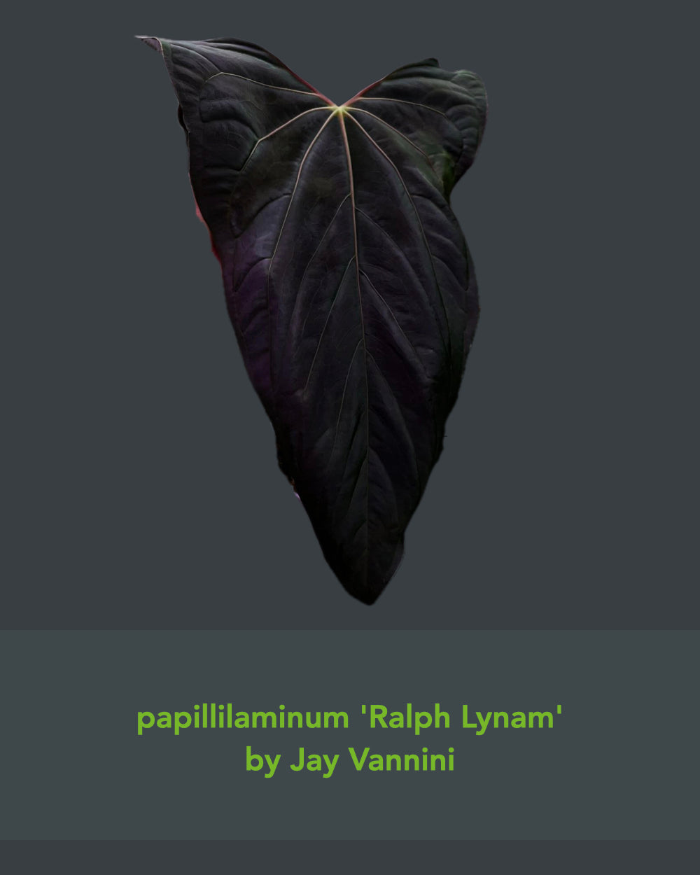Anthurium papillilaminum Ralph Lynam x Fort Sherman