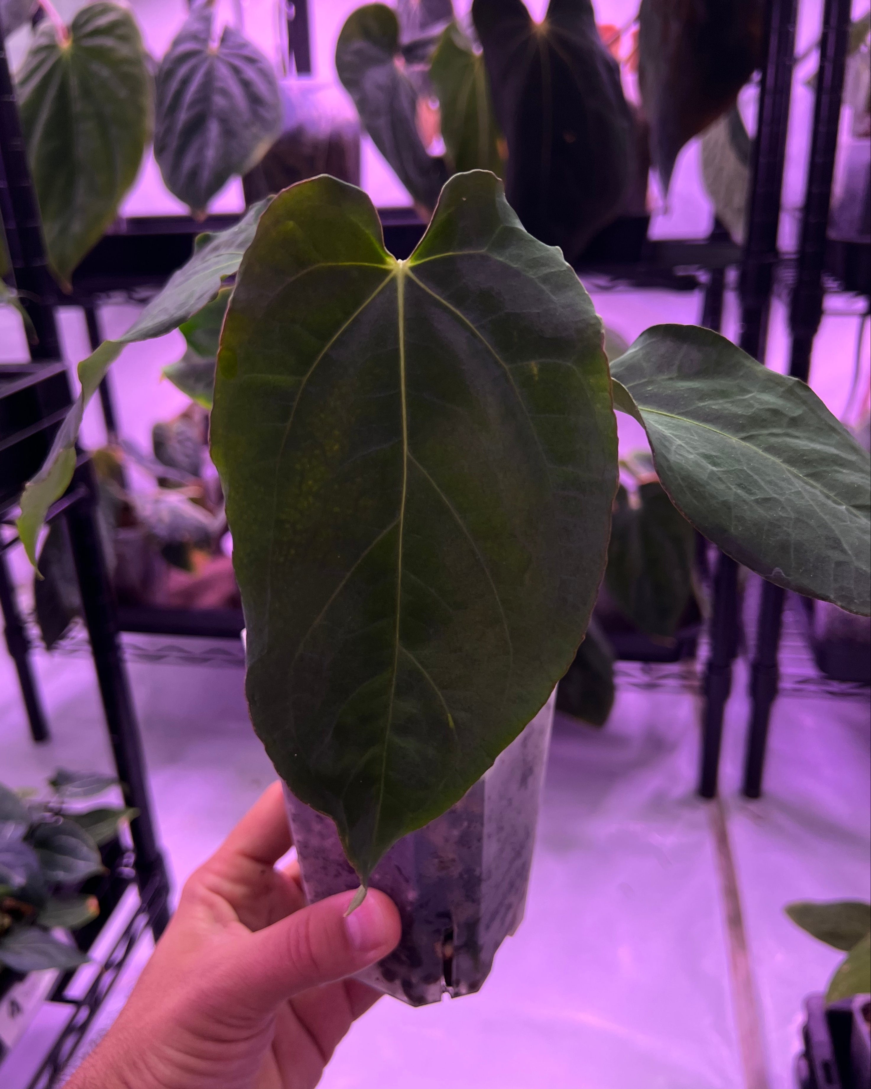 Anthurium papillilaminum Rick James S1