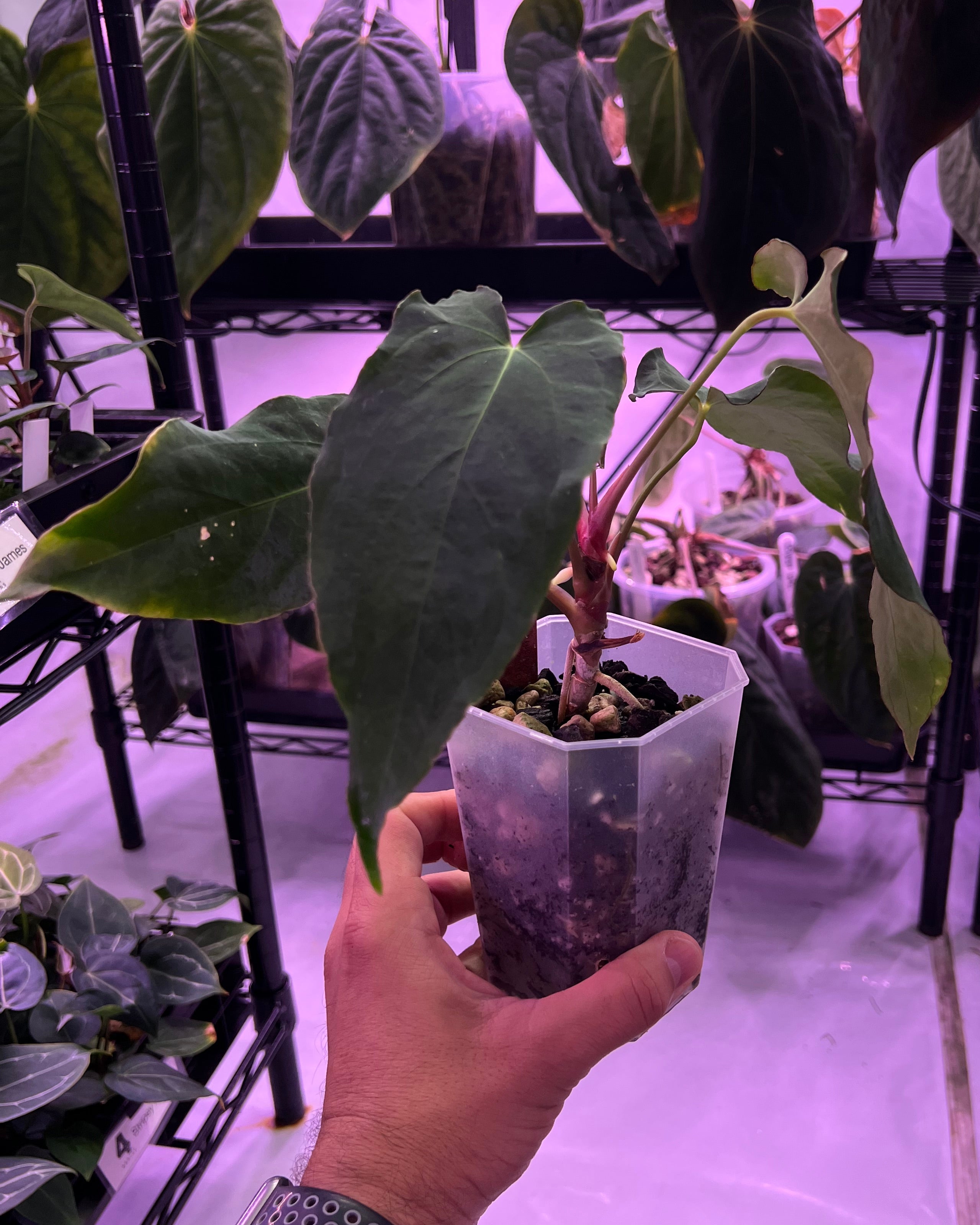 Anthurium papillilaminum Rick James S1