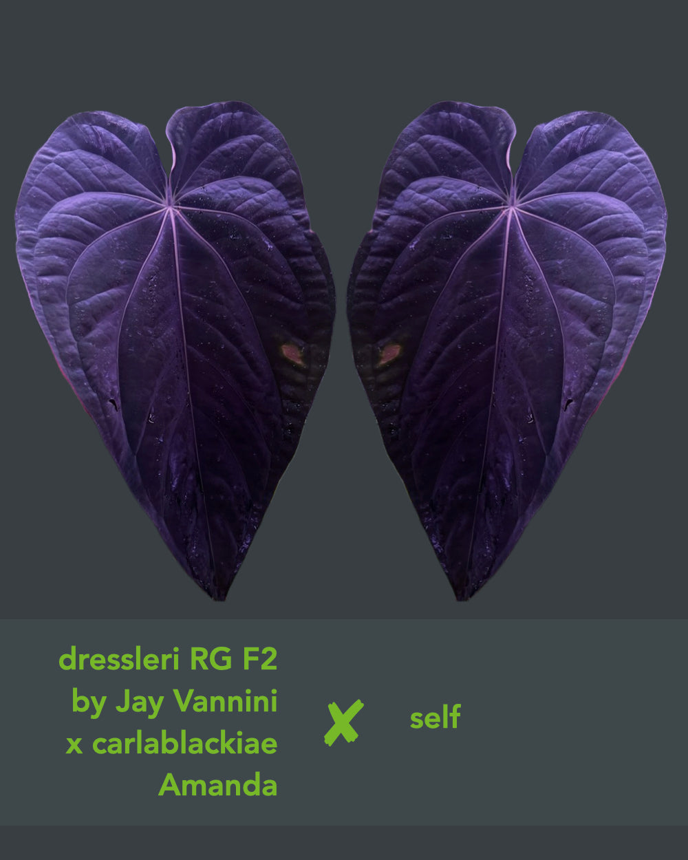 Anthurium (dressleri RG F2 x carlablackiae Amanda) S1