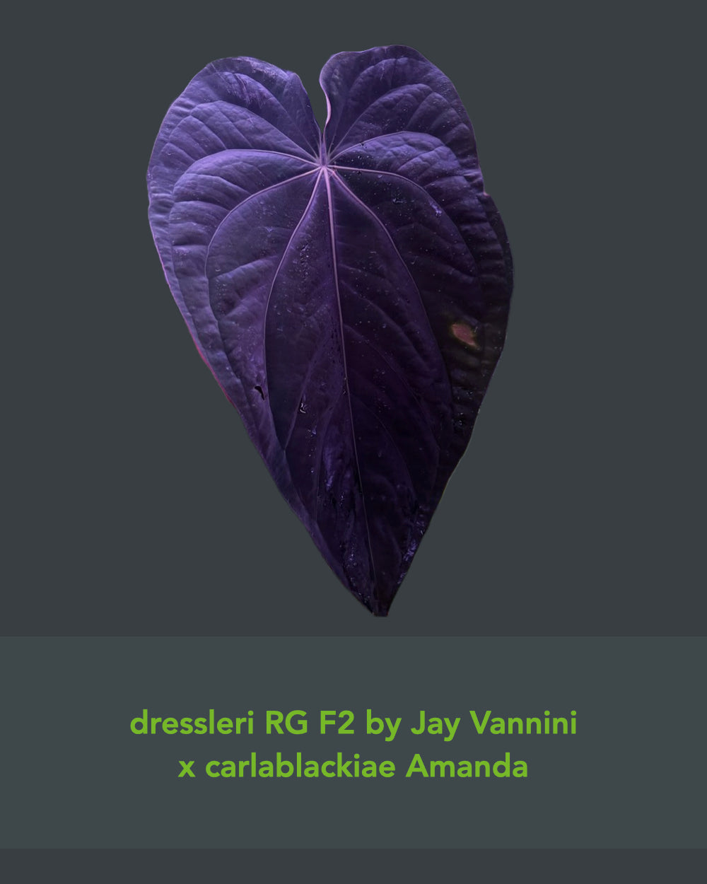 Anthurium (dressleri RG F2 x carlablackiae Amanda) S1