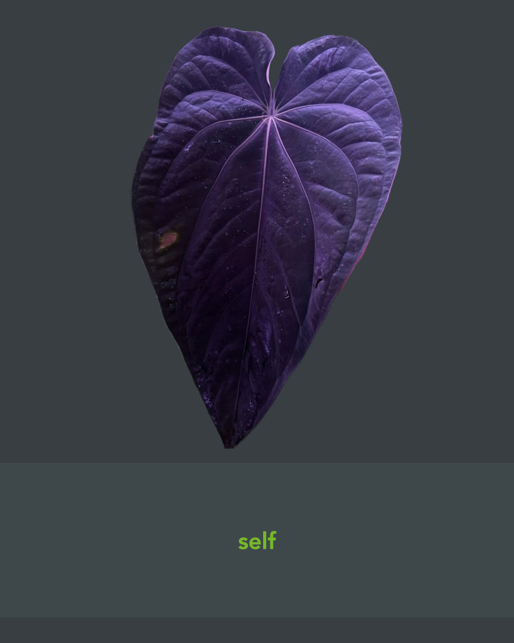 Anthurium (dressleri RG F2 x carlablackiae Amanda) S1