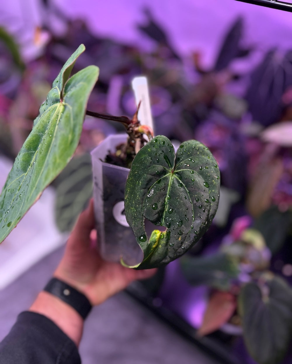 Anthurium (dressleri RG F2 x carlablackiae Amanda) S1