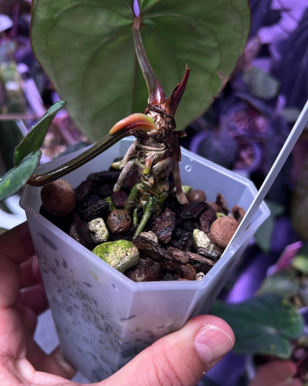 Anthurium (dressleri RG F2 x carlablackiae Amanda) S1