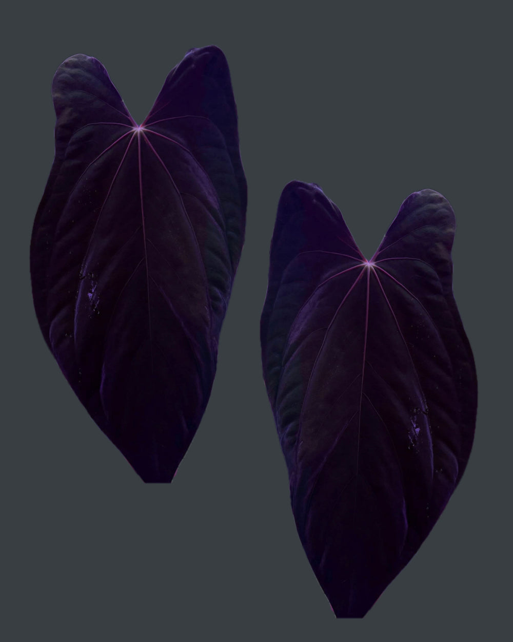 Anthurium papillilaminum Rick James S1