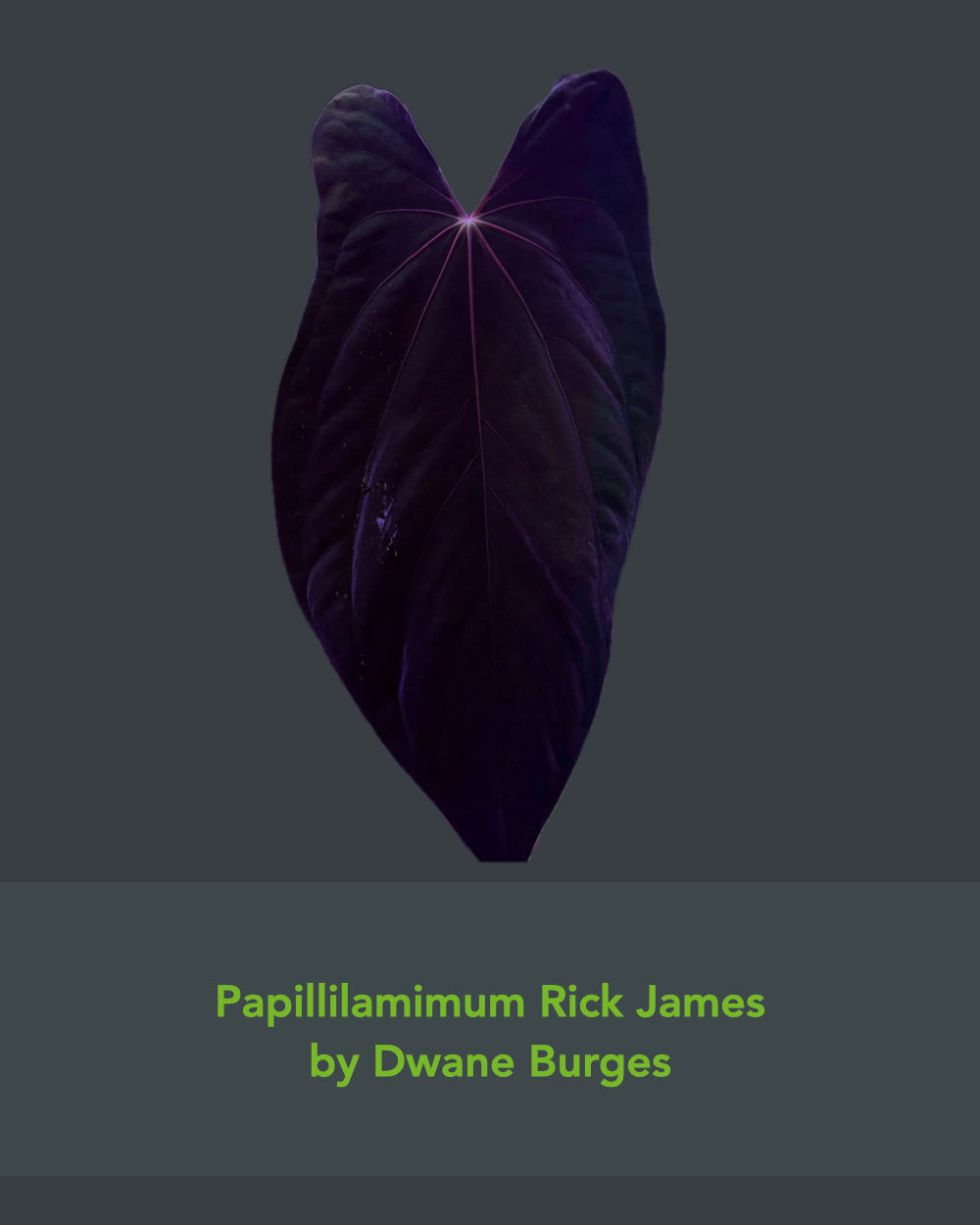 Anthurium papillilaminum Rick James S1