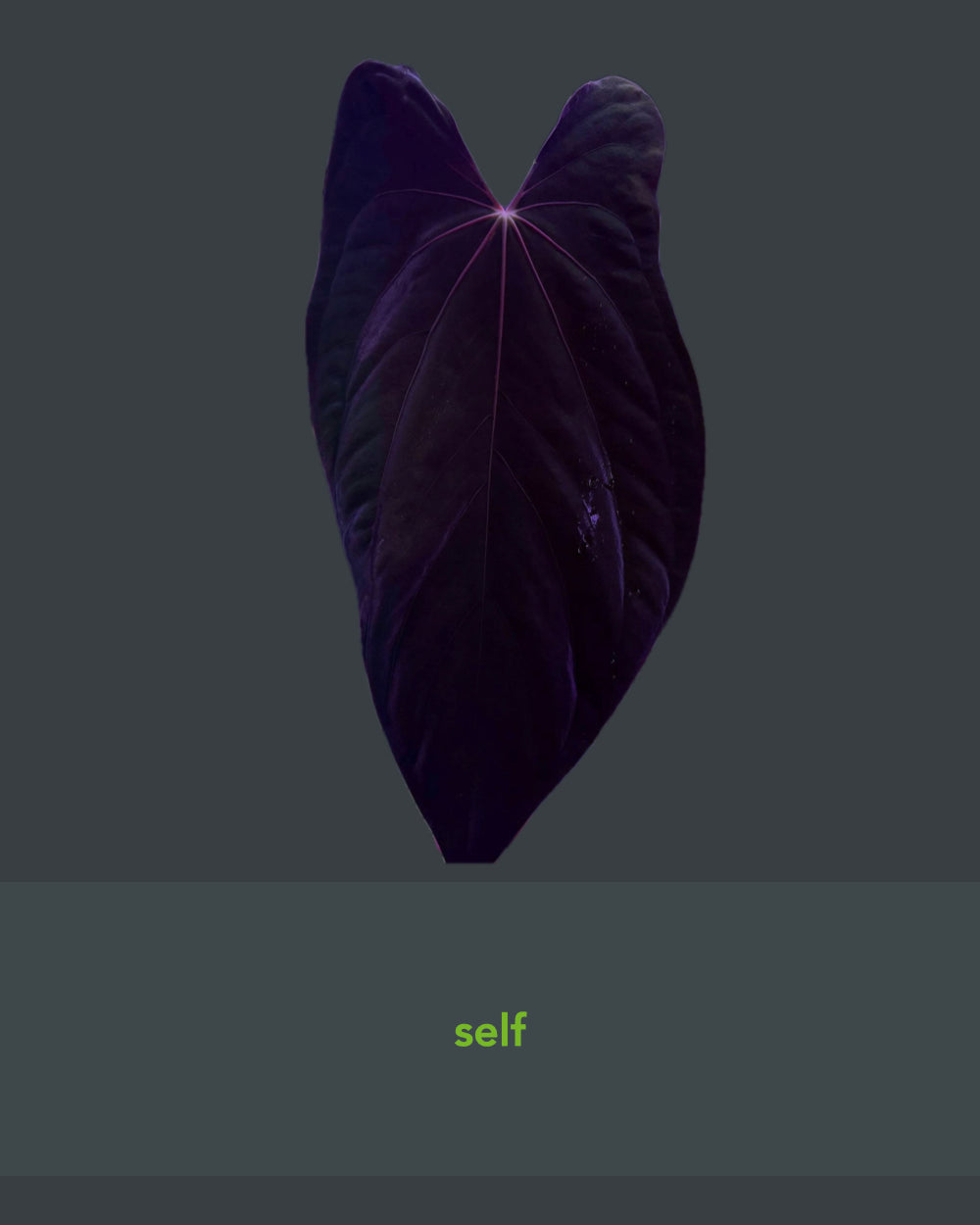 Anthurium papillilaminum Rick James S1