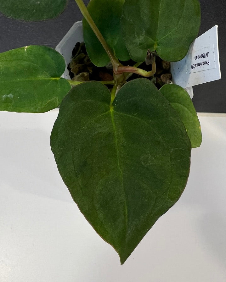 Anthurium Panamama 2.0