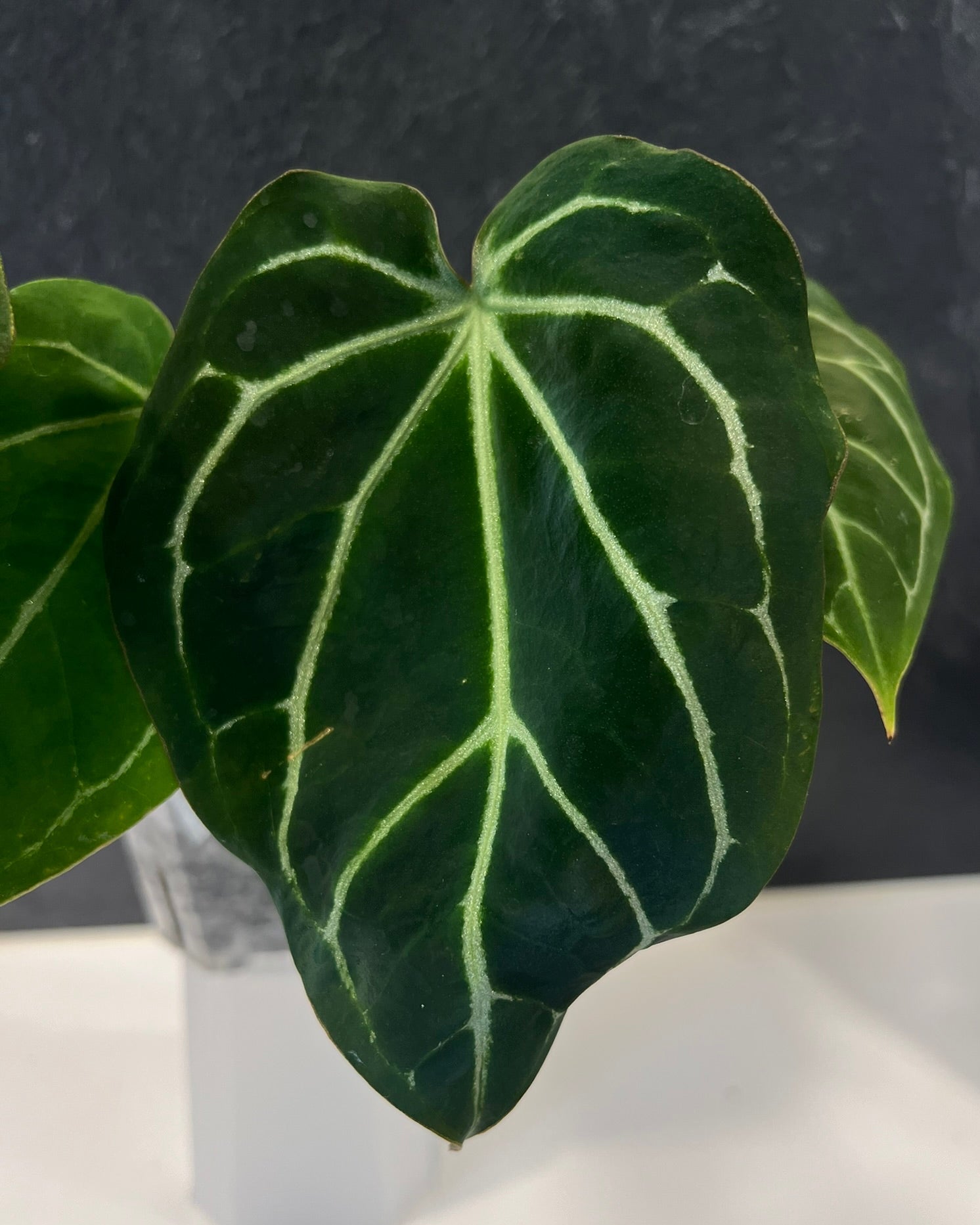 Anthurium Zara x Odin