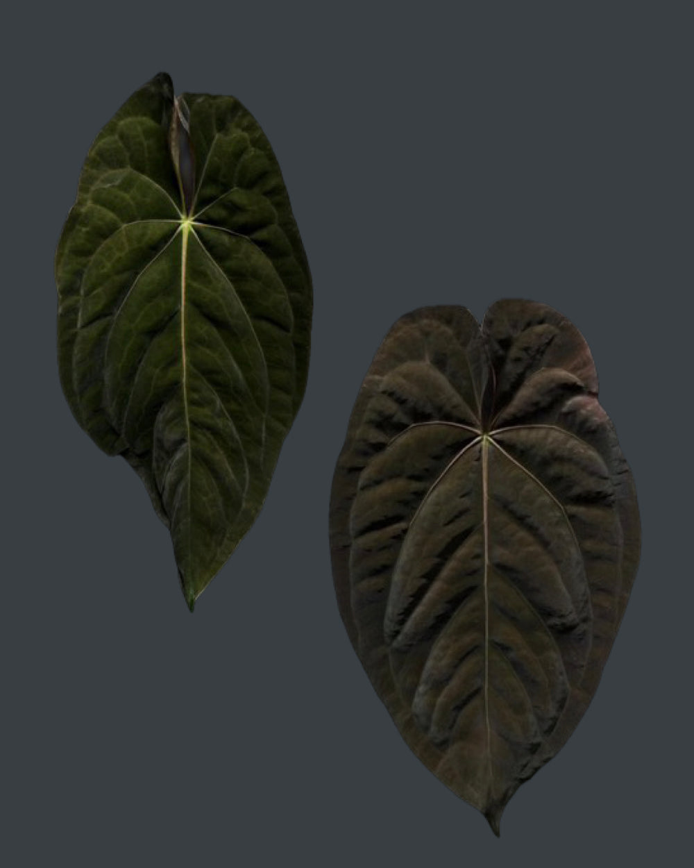 Anthurium Blinky Bill (Australia)