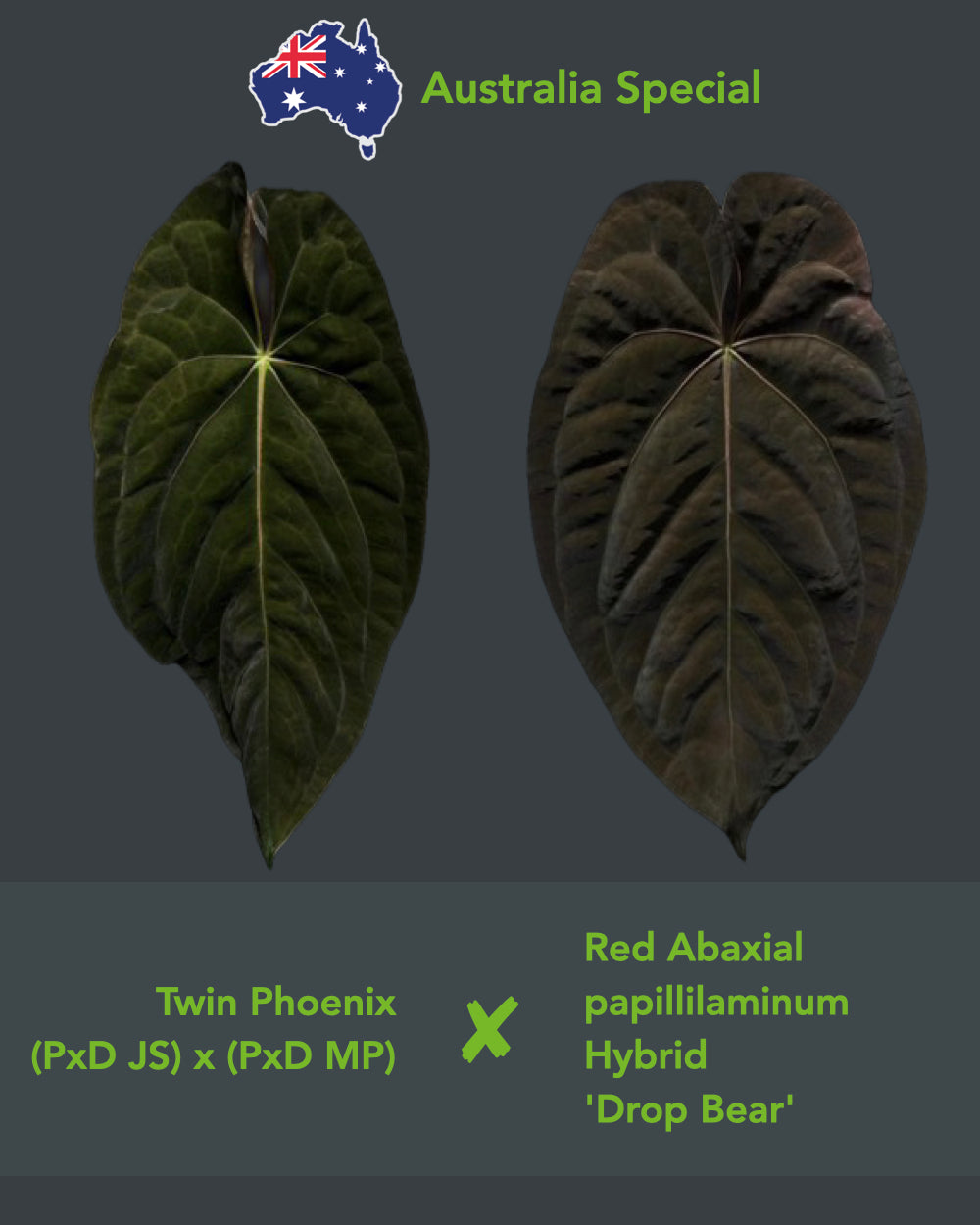 Anthurium Blinky Bill (Australia)