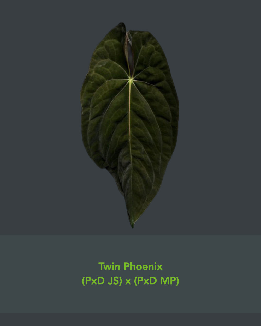 Anthurium Blinky Bill (Australia)