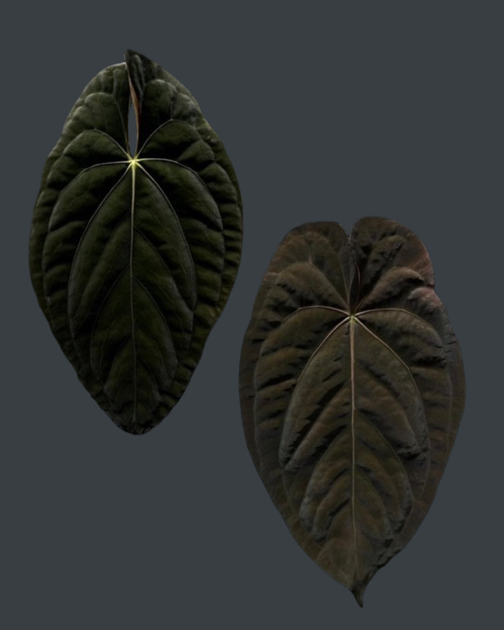 Anthurium Uluru Dreams (Australia)