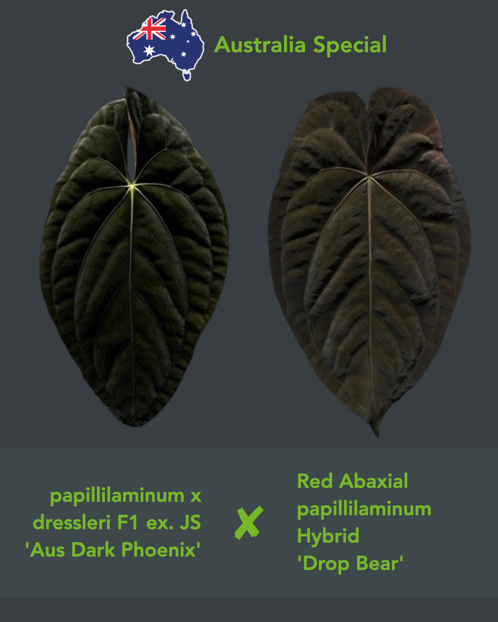 Anthurium Uluru Dreams (Australia)