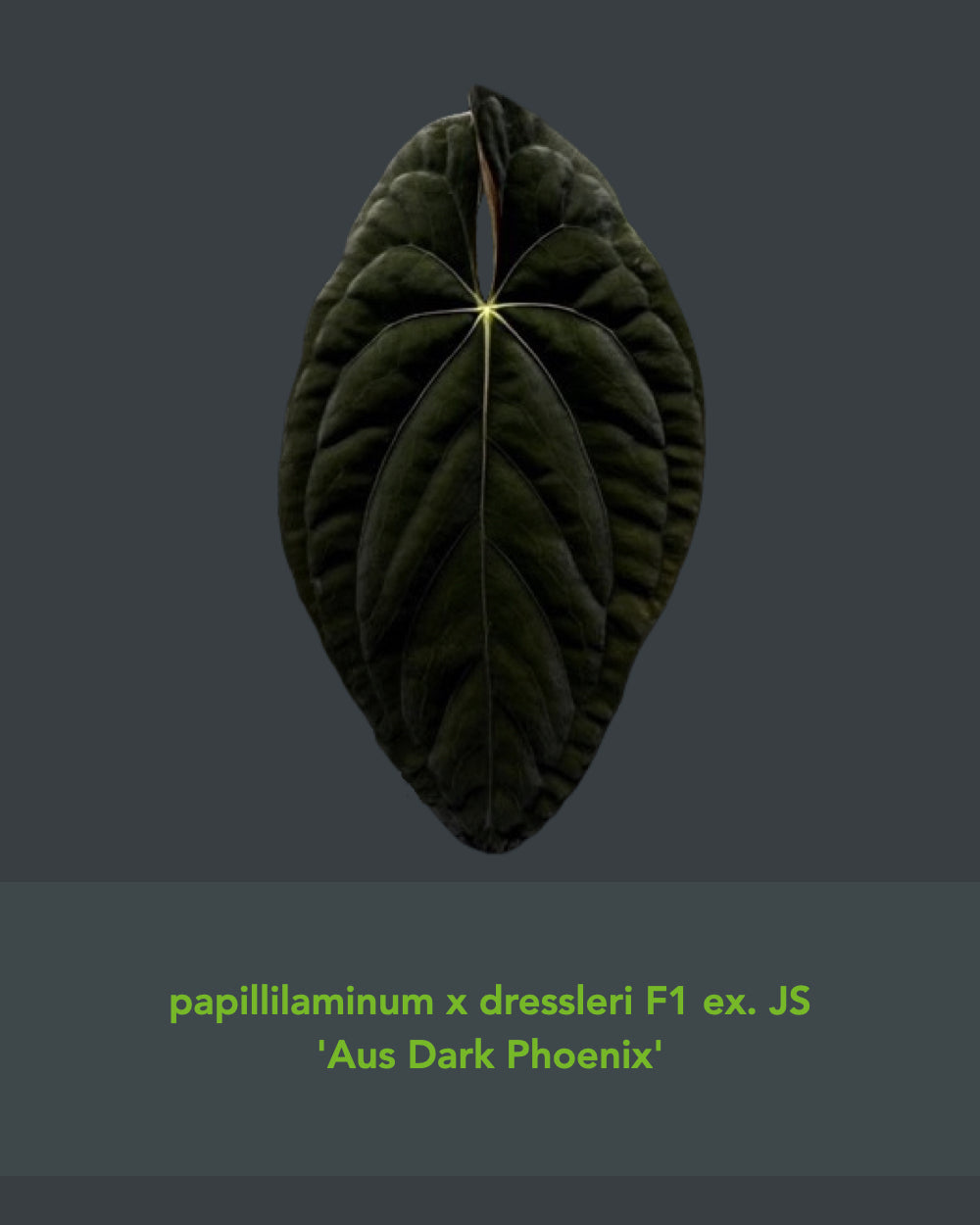 Anthurium Uluru Dreams (Australia)