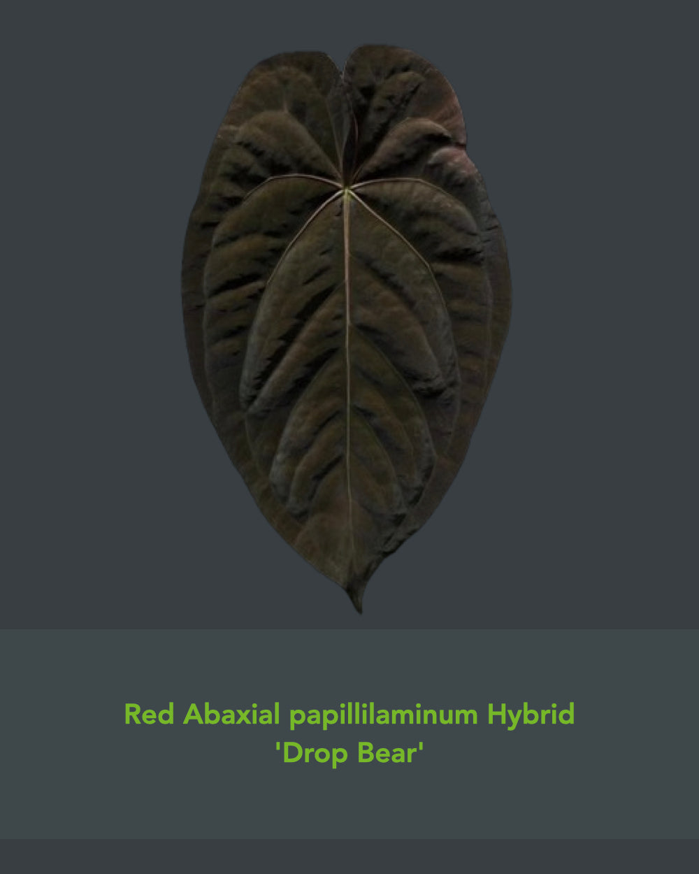 Anthurium Uluru Dreams (Australia)