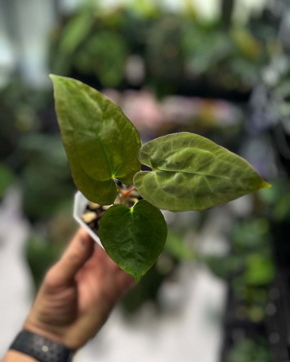 Anthurium Uluru Dreams (Australia)