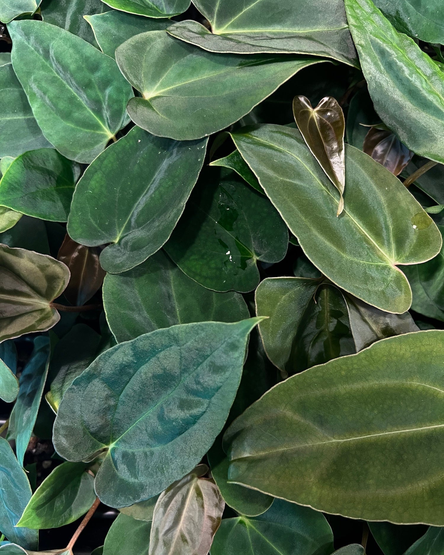 Anthurium papillilaminum (FSx(FSxRL)) x carlablackiae District