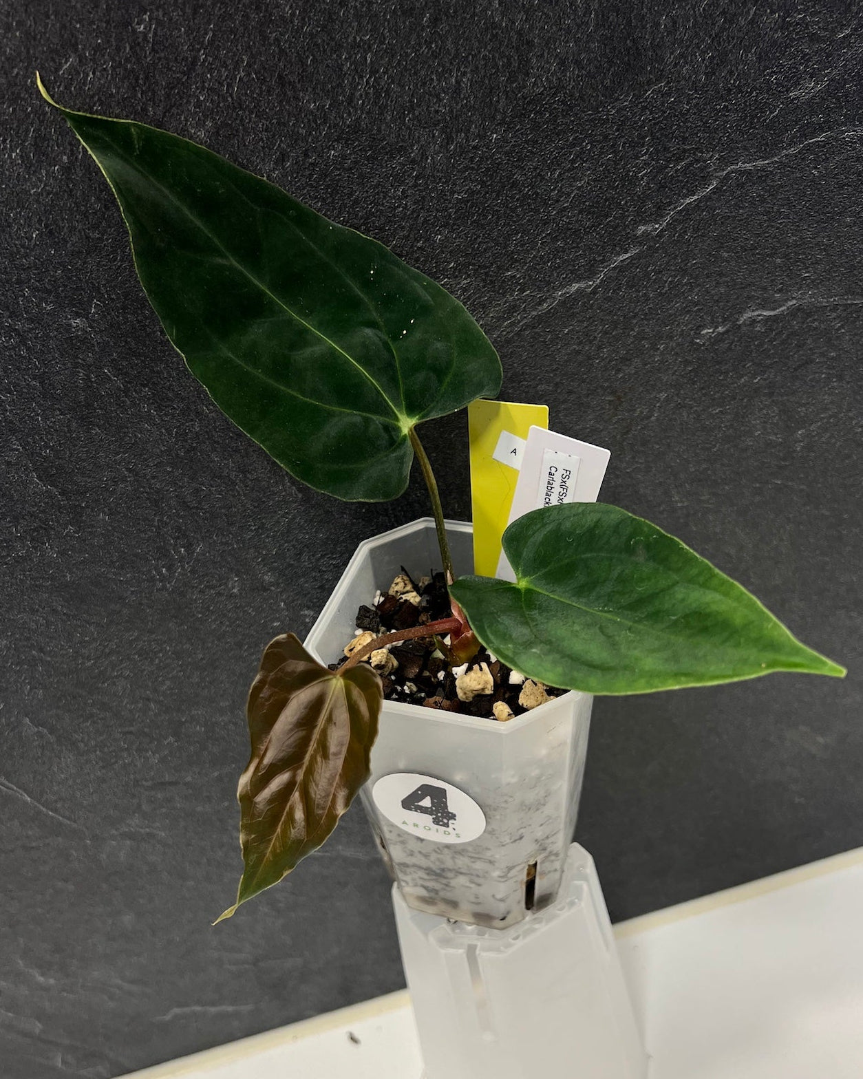 Anthurium papillilaminum (FSx(FSxRL)) x carlablackiae District