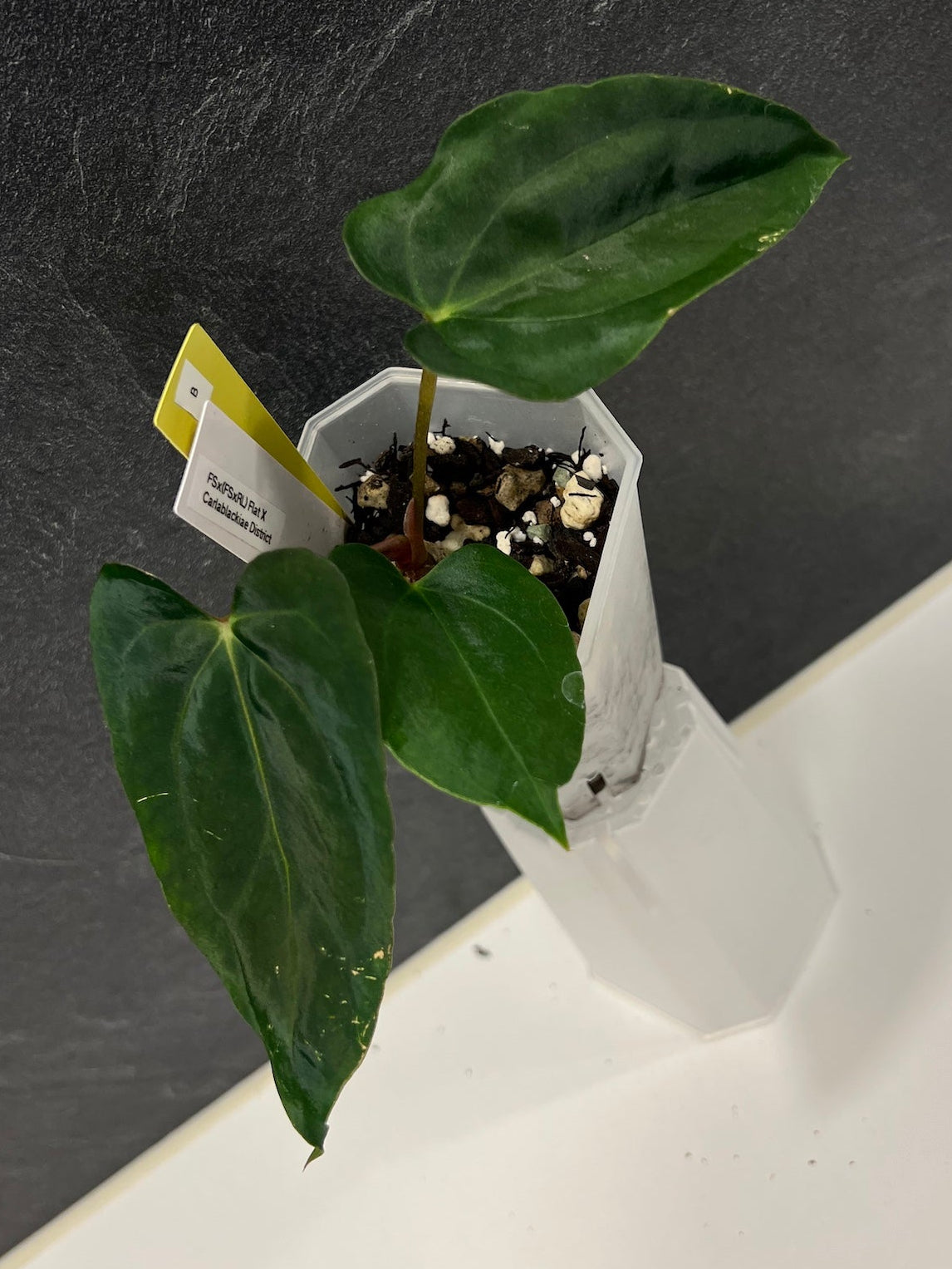 Anthurium papillilaminum (FSx(FSxRL)) x carlablackiae District