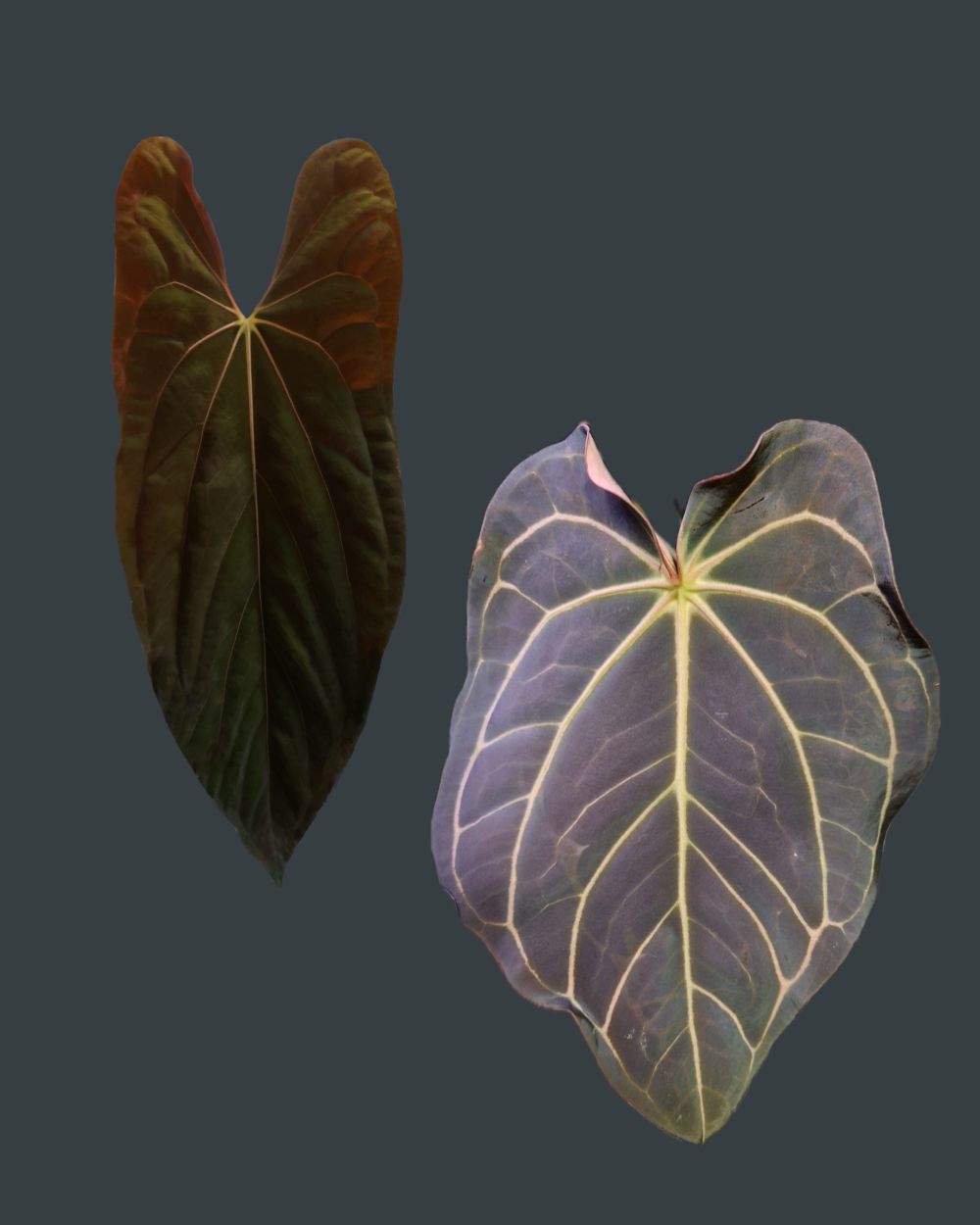 Anthurium papillilaminum Fort Sherman x carlablackiae T5
