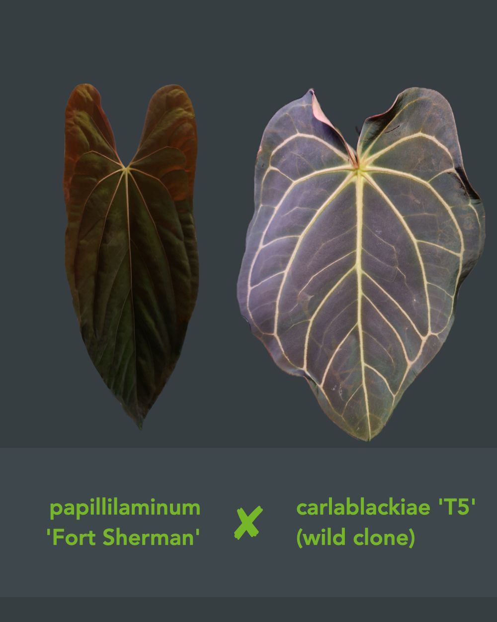 Anthurium papillilaminum Fort Sherman x carlablackiae T5