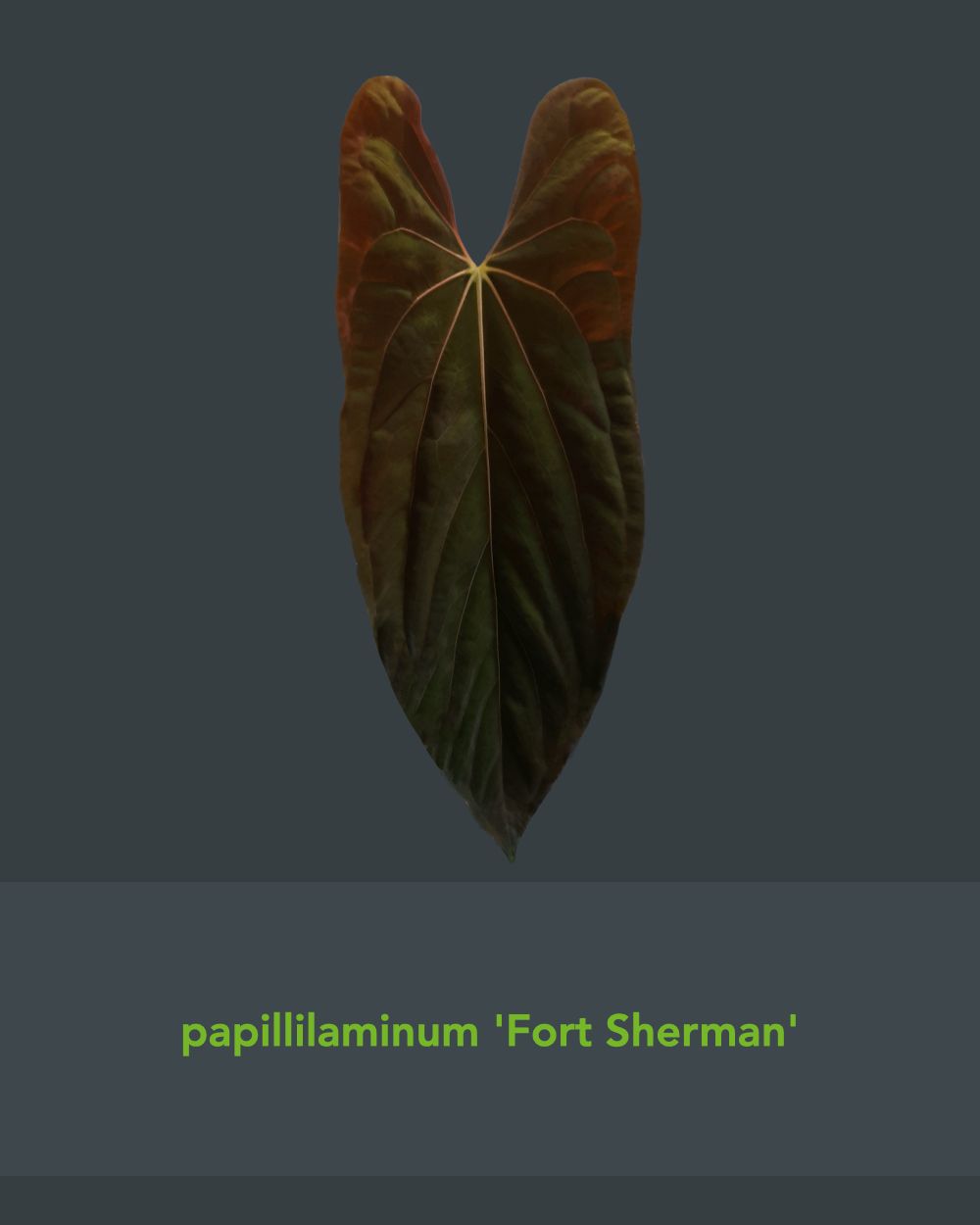 Anthurium papillilaminum Fort Sherman x carlablackiae T5