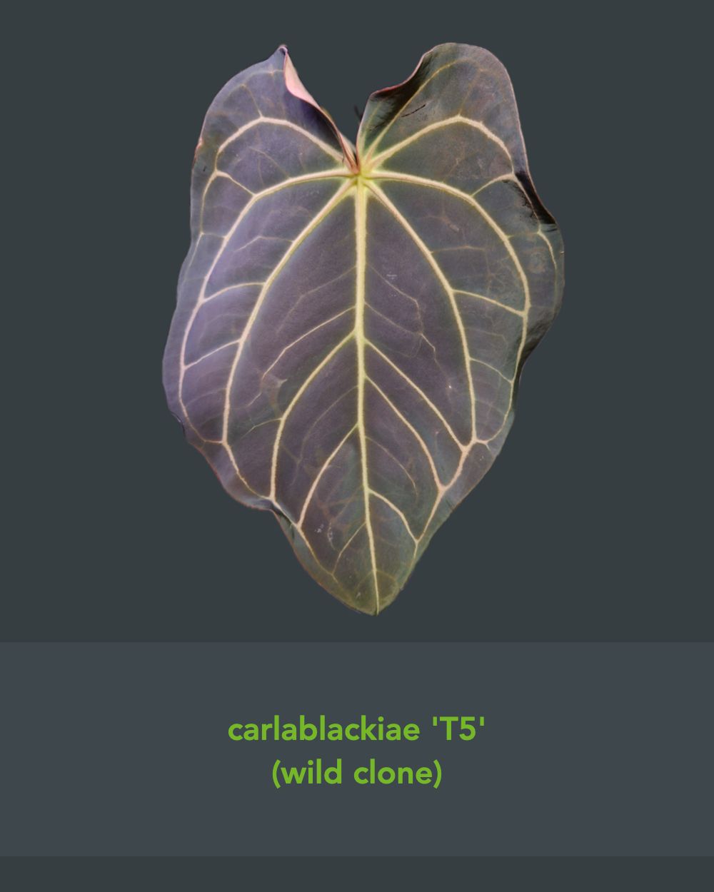 Anthurium papillilaminum Fort Sherman x carlablackiae T5