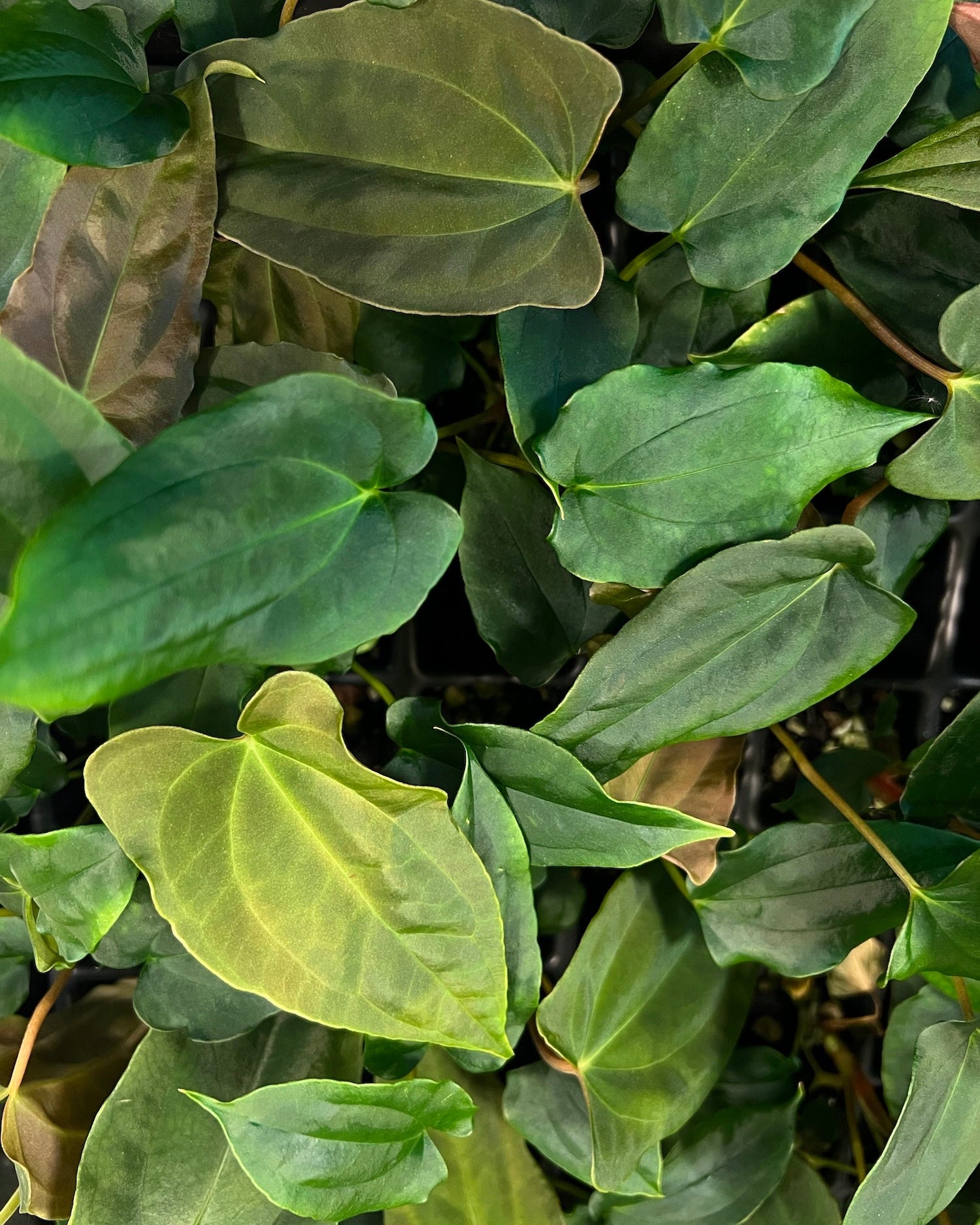 Anthurium papillilaminum (FSxRL) x (RLxFS)