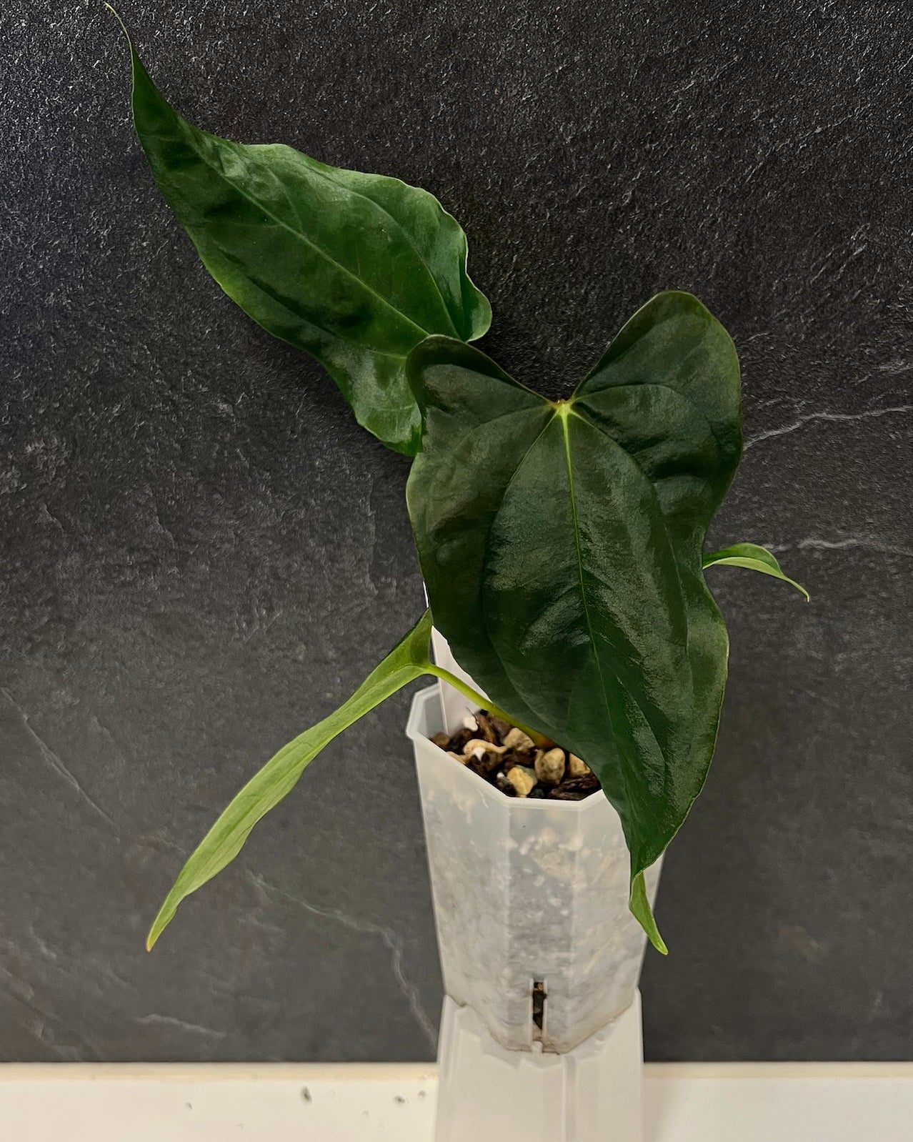 Anthurium papillilaminum (FSxRL) x (RLxFS)