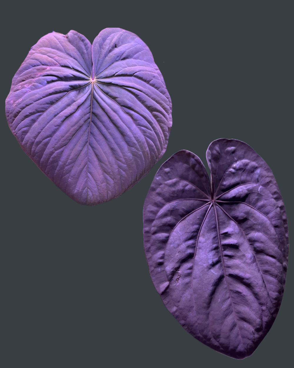 Anthurium kunayalense PM3 x dressleri RG F2 Black