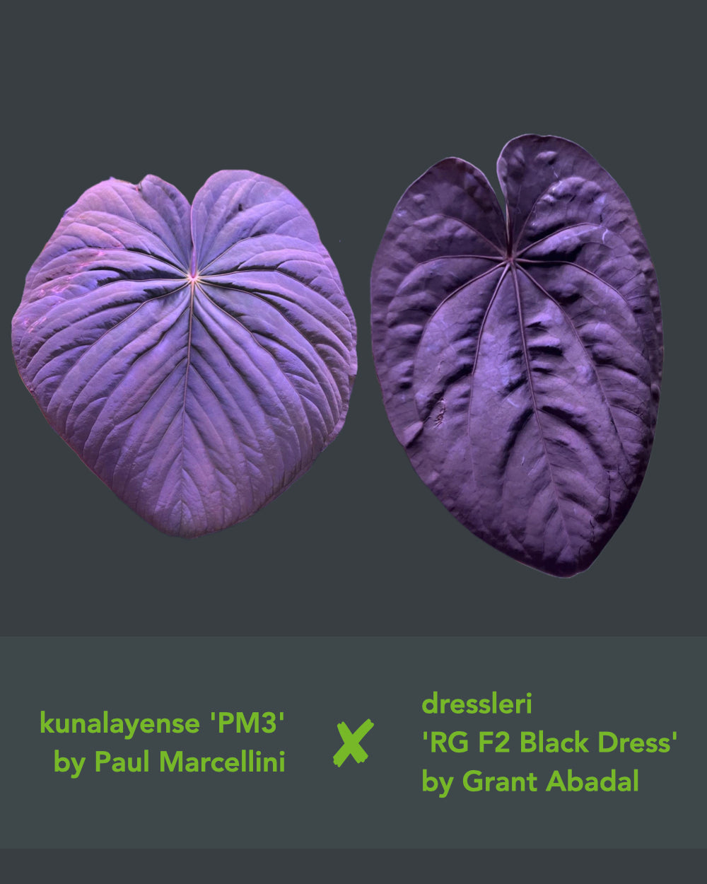 Anthurium kunayalense PM3 x dressleri RG F2 Black