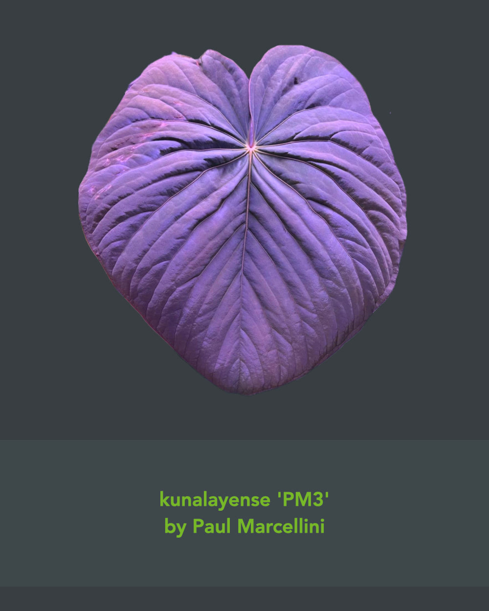 Anthurium kunayalense PM3 x dressleri RG F2 Black