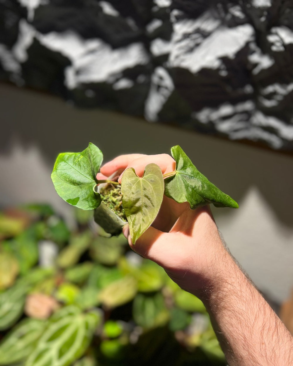 Anthurium kunayalense PM3 x dressleri RG F2 Black