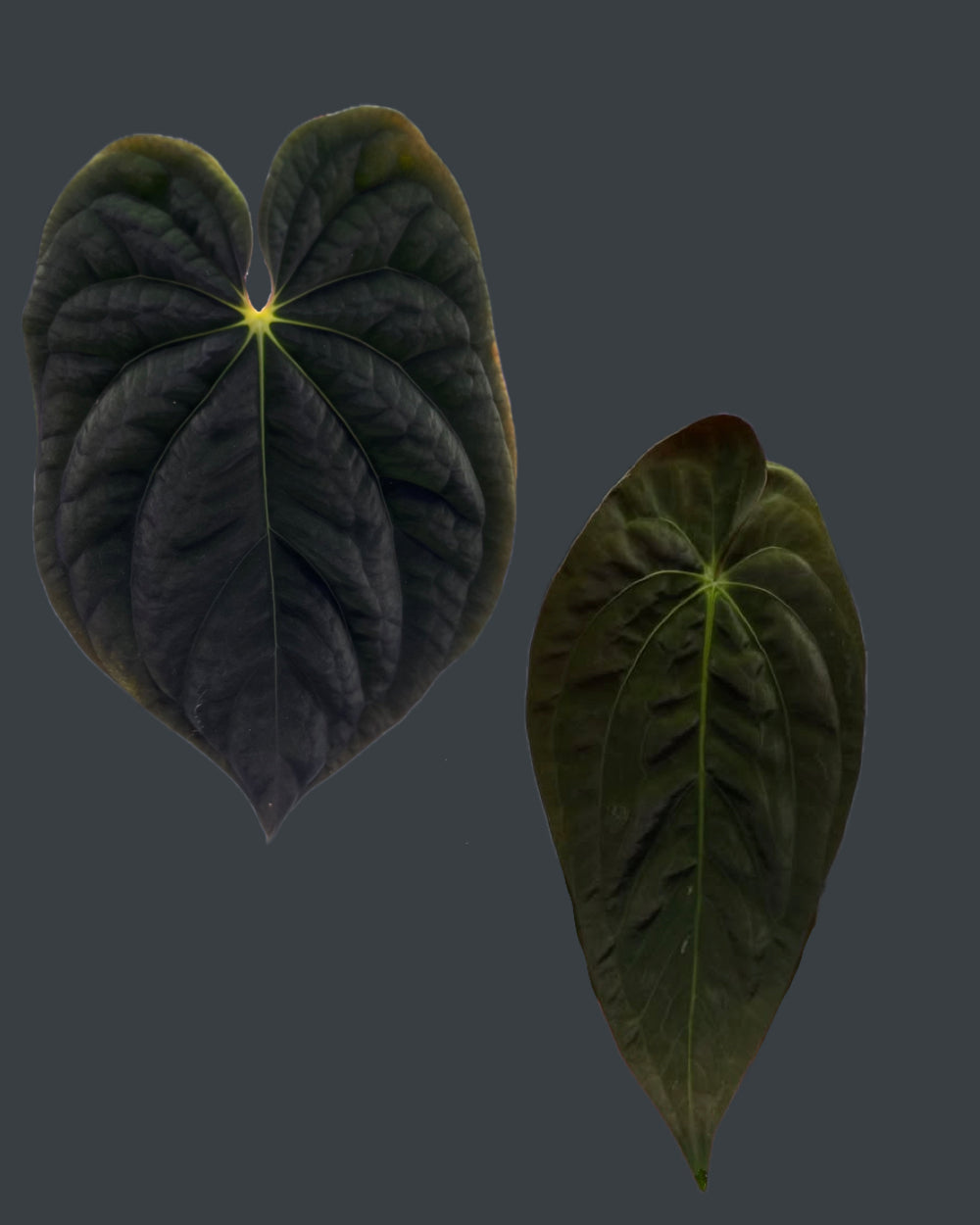 Anthurium antolakii BBL x papillilaminum RA5